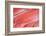 Salmon Fillets for Sale in Fish Market-Jon Hicks-Framed Photographic Print