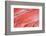 Salmon Fillets for Sale in Fish Market-Jon Hicks-Framed Photographic Print