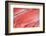 Salmon Fillets for Sale in Fish Market-Jon Hicks-Framed Photographic Print