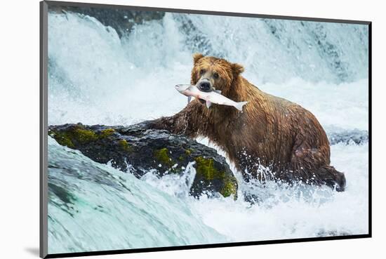 Salmon Fishing Grizzly Alaska-null-Mounted Art Print