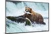 Salmon Fishing Grizzly Alaska-null-Mounted Art Print