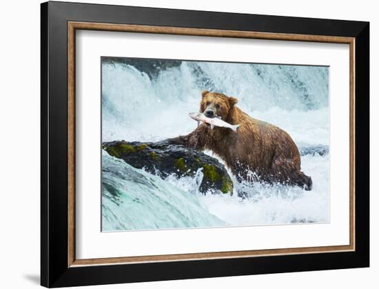 Salmon Fishing Grizzly Alaska-null-Framed Art Print