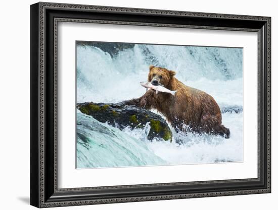Salmon Fishing Grizzly Alaska-null-Framed Art Print