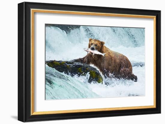 Salmon Fishing Grizzly Alaska-null-Framed Art Print