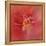 Salmon Hibiscus 1-Jai Johnson-Framed Premier Image Canvas