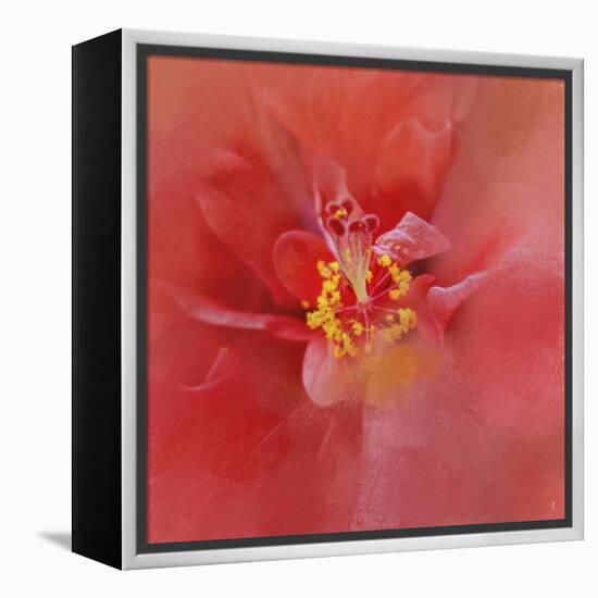 Salmon Hibiscus 1-Jai Johnson-Framed Premier Image Canvas