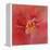 Salmon Hibiscus 1-Jai Johnson-Framed Premier Image Canvas