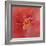 Salmon Hibiscus 1-Jai Johnson-Framed Giclee Print