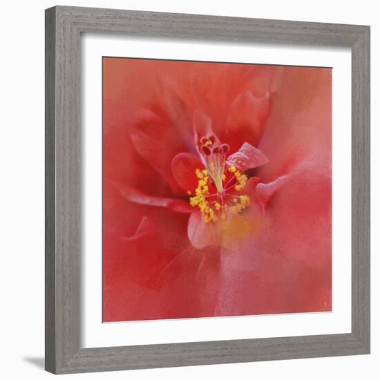 Salmon Hibiscus 1-Jai Johnson-Framed Giclee Print