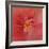 Salmon Hibiscus 1-Jai Johnson-Framed Giclee Print