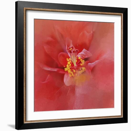 Salmon Hibiscus 1-Jai Johnson-Framed Giclee Print