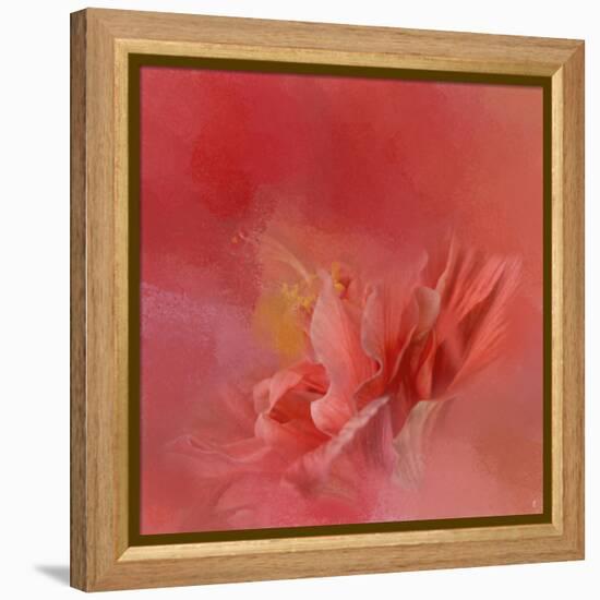 Salmon Hibiscus 3-Jai Johnson-Framed Premier Image Canvas