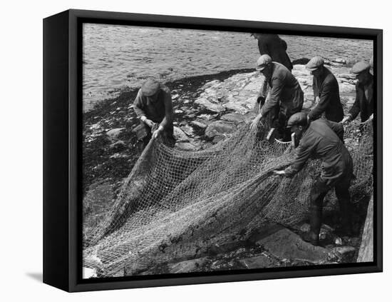 Salmon in Nets-null-Framed Premier Image Canvas