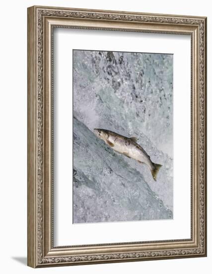 Salmon jumping over Brooks Falls, Katmai National Park, Alaska, USA-Keren Su-Framed Photographic Print