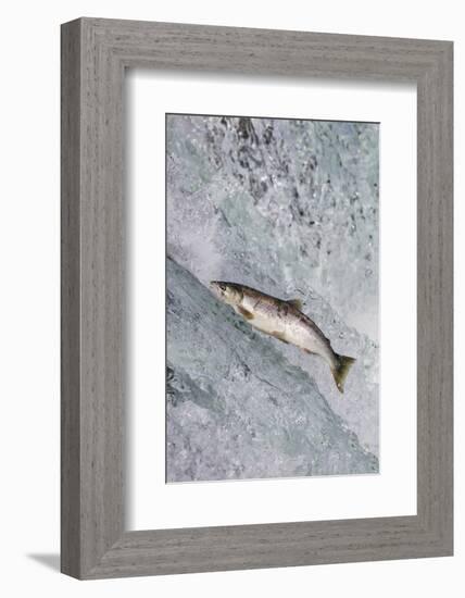 Salmon jumping over Brooks Falls, Katmai National Park, Alaska, USA-Keren Su-Framed Photographic Print