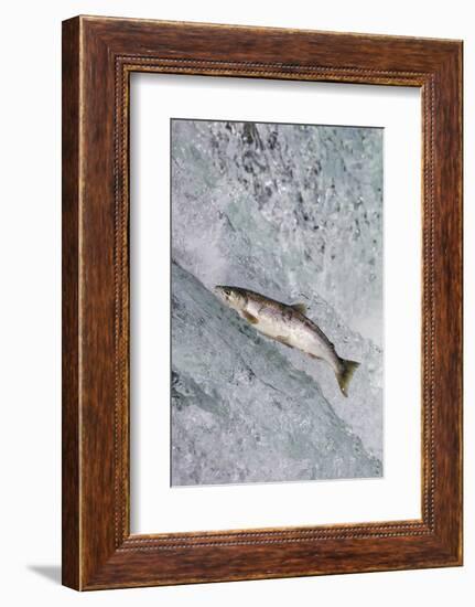 Salmon jumping over Brooks Falls, Katmai National Park, Alaska, USA-Keren Su-Framed Photographic Print