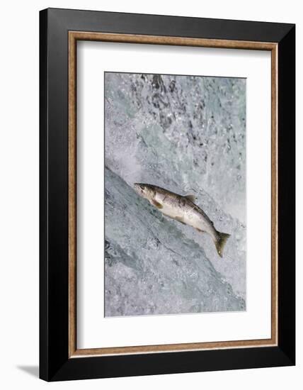Salmon jumping over Brooks Falls, Katmai National Park, Alaska, USA-Keren Su-Framed Photographic Print