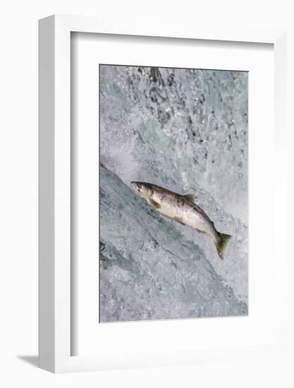 Salmon jumping over Brooks Falls, Katmai National Park, Alaska, USA-Keren Su-Framed Photographic Print