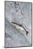 Salmon jumping over Brooks Falls, Katmai National Park, Alaska, USA-Keren Su-Mounted Photographic Print