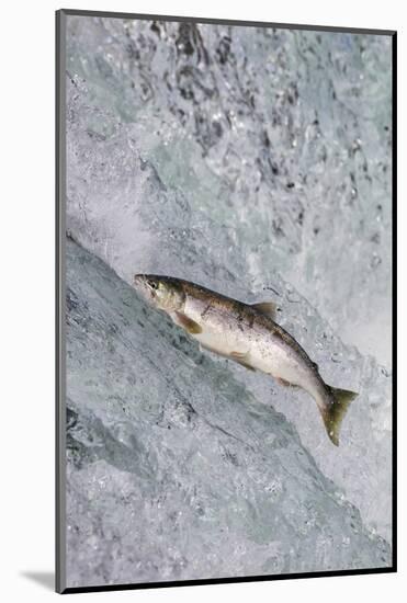 Salmon jumping over Brooks Falls, Katmai National Park, Alaska, USA-Keren Su-Mounted Photographic Print
