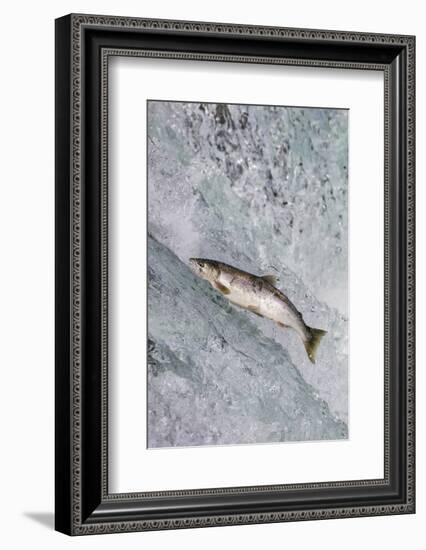 Salmon jumping over Brooks Falls, Katmai National Park, Alaska, USA-Keren Su-Framed Photographic Print