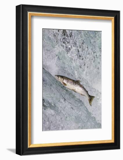 Salmon jumping over Brooks Falls, Katmai National Park, Alaska, USA-Keren Su-Framed Photographic Print