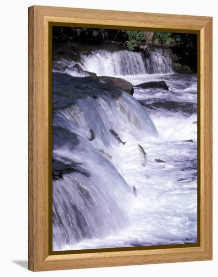 Salmon Leap Over Brooks Falls at Katmai National Park, Alaska, USA-Gavriel Jecan-Framed Premier Image Canvas