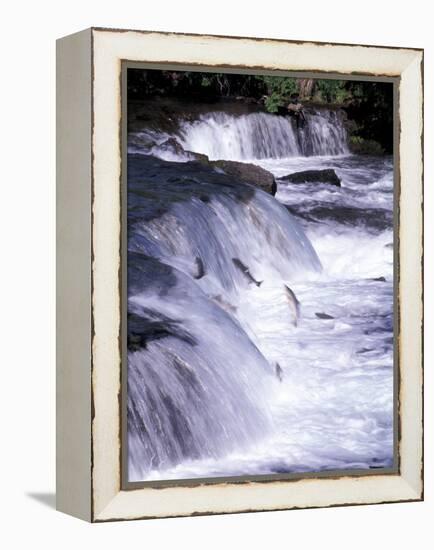 Salmon Leap Over Brooks Falls at Katmai National Park, Alaska, USA-Gavriel Jecan-Framed Premier Image Canvas