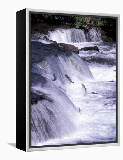 Salmon Leap Over Brooks Falls at Katmai National Park, Alaska, USA-Gavriel Jecan-Framed Premier Image Canvas