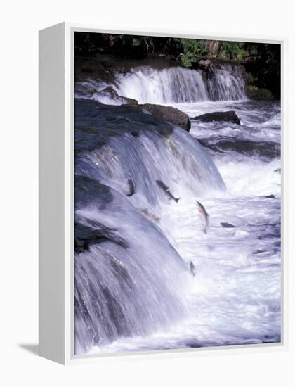 Salmon Leap Over Brooks Falls at Katmai National Park, Alaska, USA-Gavriel Jecan-Framed Premier Image Canvas