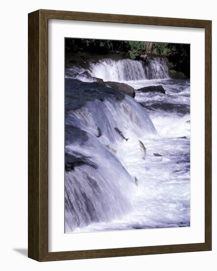 Salmon Leap Over Brooks Falls at Katmai National Park, Alaska, USA-Gavriel Jecan-Framed Photographic Print