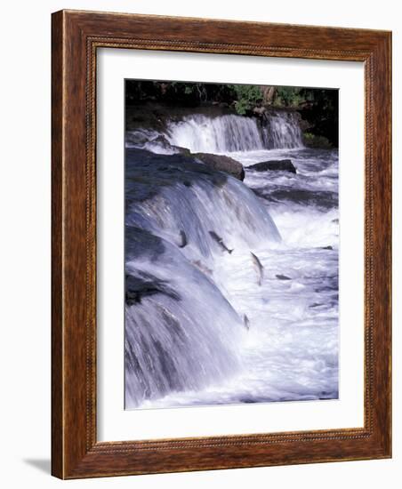 Salmon Leap Over Brooks Falls at Katmai National Park, Alaska, USA-Gavriel Jecan-Framed Photographic Print