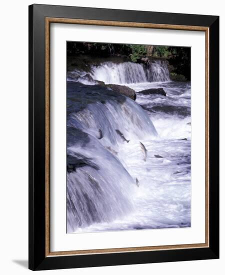 Salmon Leap Over Brooks Falls at Katmai National Park, Alaska, USA-Gavriel Jecan-Framed Photographic Print