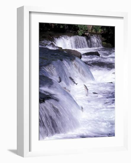 Salmon Leap Over Brooks Falls at Katmai National Park, Alaska, USA-Gavriel Jecan-Framed Photographic Print