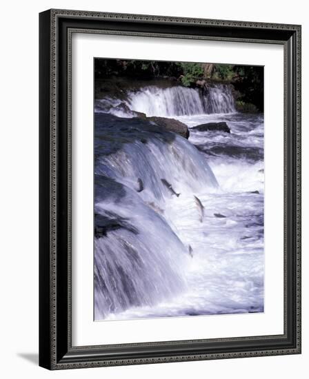 Salmon Leap Over Brooks Falls at Katmai National Park, Alaska, USA-Gavriel Jecan-Framed Photographic Print