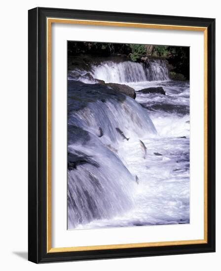 Salmon Leap Over Brooks Falls at Katmai National Park, Alaska, USA-Gavriel Jecan-Framed Photographic Print