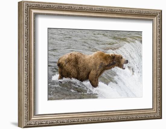 Salmon Leaps into the Mouth of a Brown (Grizzly) Bear-Hal Beral-Framed Photographic Print