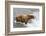 Salmon Leaps into the Mouth of a Brown (Grizzly) Bear-Hal Beral-Framed Photographic Print