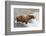 Salmon Leaps into the Mouth of a Brown (Grizzly) Bear-Hal Beral-Framed Photographic Print