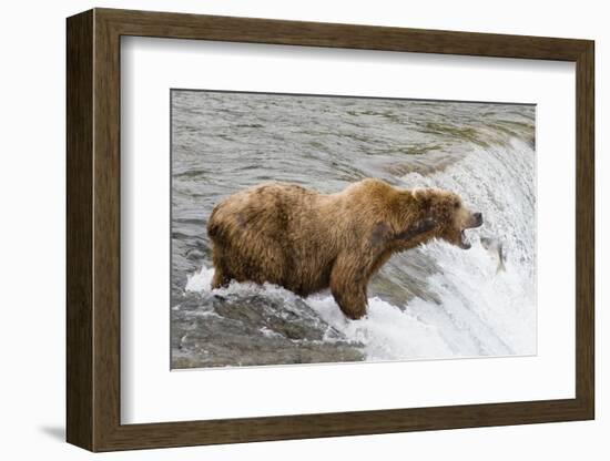 Salmon Leaps into the Mouth of a Brown (Grizzly) Bear-Hal Beral-Framed Photographic Print