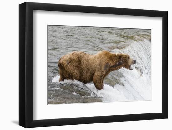 Salmon Leaps into the Mouth of a Brown (Grizzly) Bear-Hal Beral-Framed Photographic Print