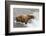 Salmon Leaps into the Mouth of a Brown (Grizzly) Bear-Hal Beral-Framed Photographic Print