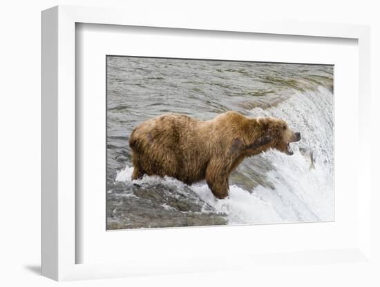 Salmon Leaps into the Mouth of a Brown (Grizzly) Bear-Hal Beral-Framed Photographic Print