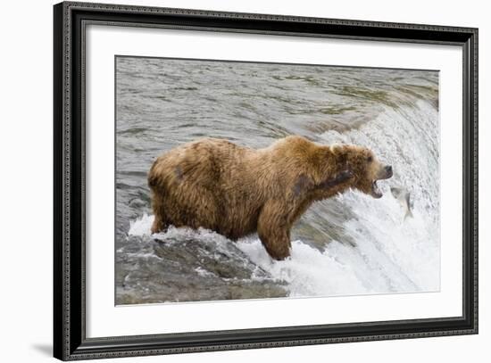 Salmon Leaps into the Mouth of a Brown (Grizzly) Bear-Hal Beral-Framed Photographic Print