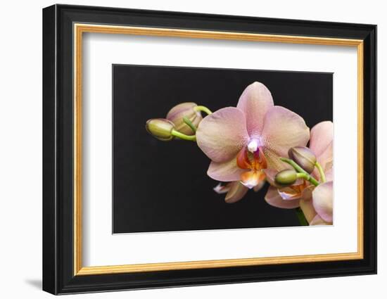 Salmon Orchid Blooms-Anna Miller-Framed Photographic Print