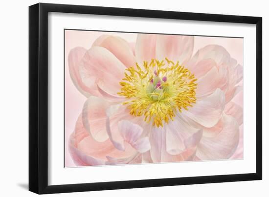 Salmon Pink Peony-Cora Niele-Framed Giclee Print