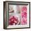 Salmon Rose II-Bill Philip-Framed Art Print