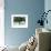 Salmon Run-Fred Ludekens-Framed Giclee Print displayed on a wall