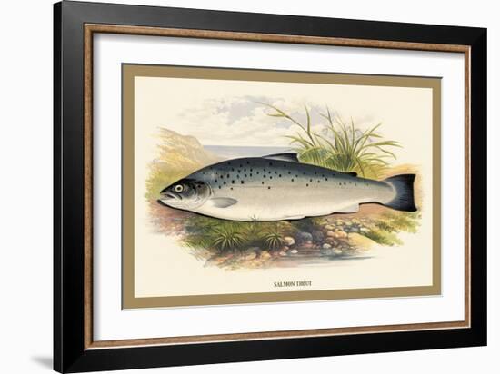 Salmon Trout-A.f. Lydon-Framed Art Print