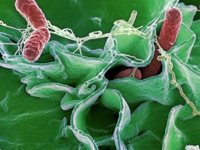 Salmonella Bacteria Sem Photographic Print Niaid Art Com